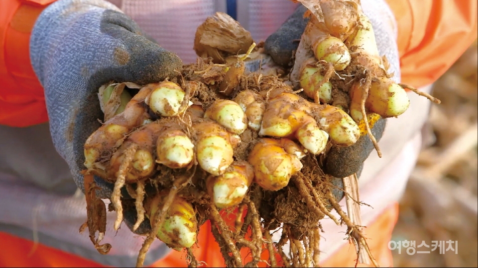 일본을 거쳐 수입된 진도 울금으로 만든 건강식품을 소개한다. 사진 / 박상대 기자