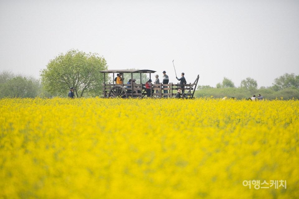 노란 유채꽃 풍경과 함께 신선한 방울토마토를 맛볼 수 있는 행사다. 사진 / 세도면행정복지센터